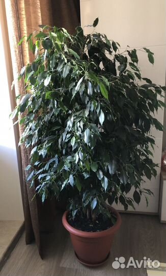 Фикус бенджамина