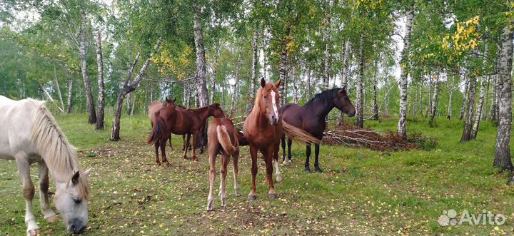 Кобылы с жеребятами