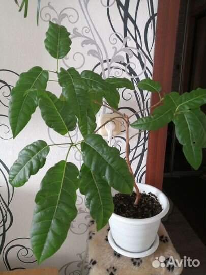 Сортовой Фикус Инфектория, Молочай