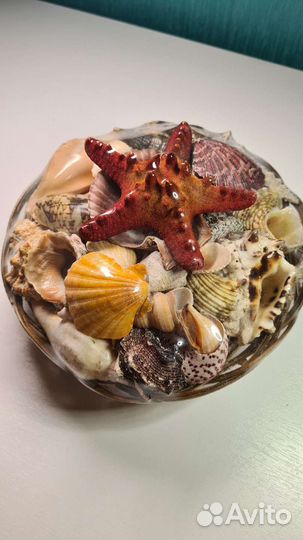 Набор ракушек