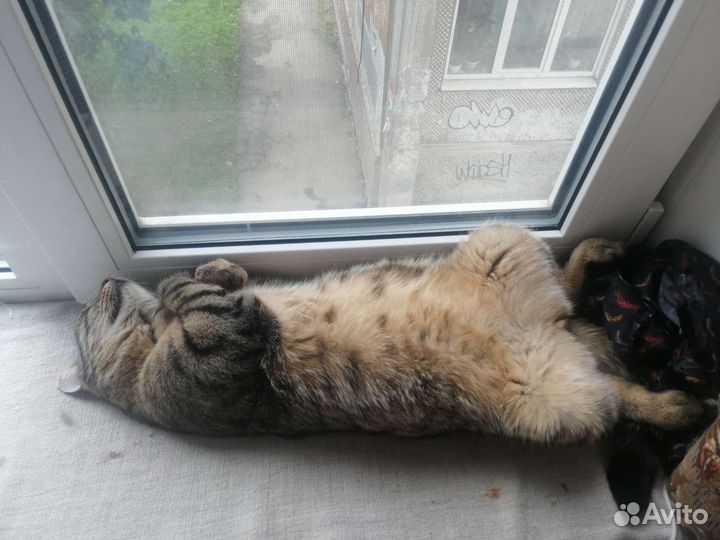 Котик шкодик