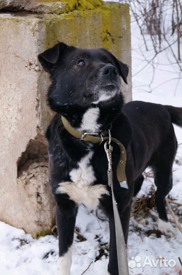 Дружелюбный песик в добрые руки