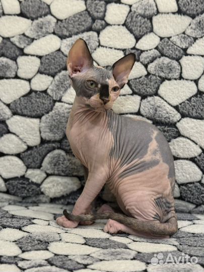 Канадский сфинкс котенок