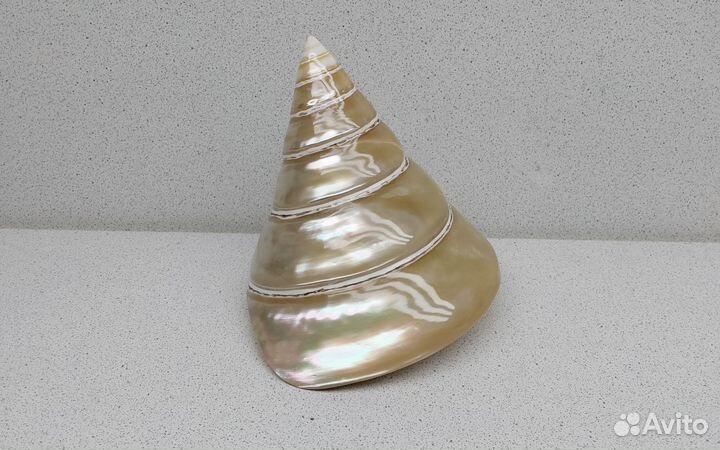 Нилотикус 11*11,7 морская ракушка раковина