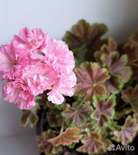 Пеларгония герань