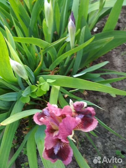 Карликовый ирис