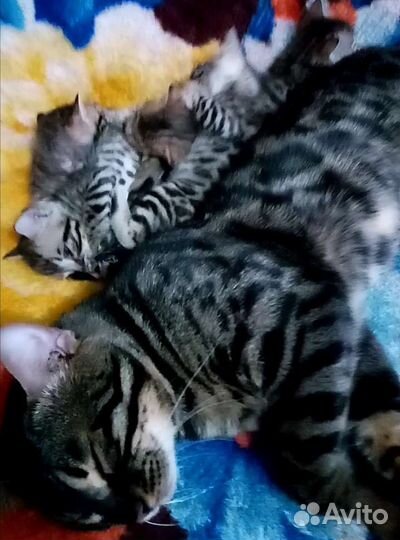Бенгальские котята
