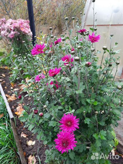 Хризантема