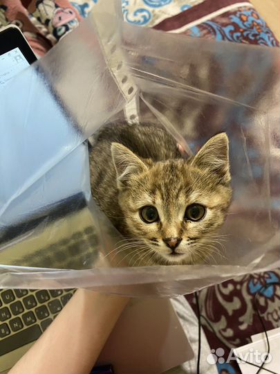 Котенок в добрые руки