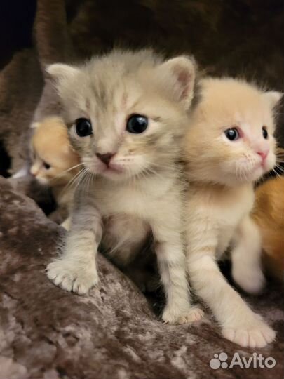 Котята