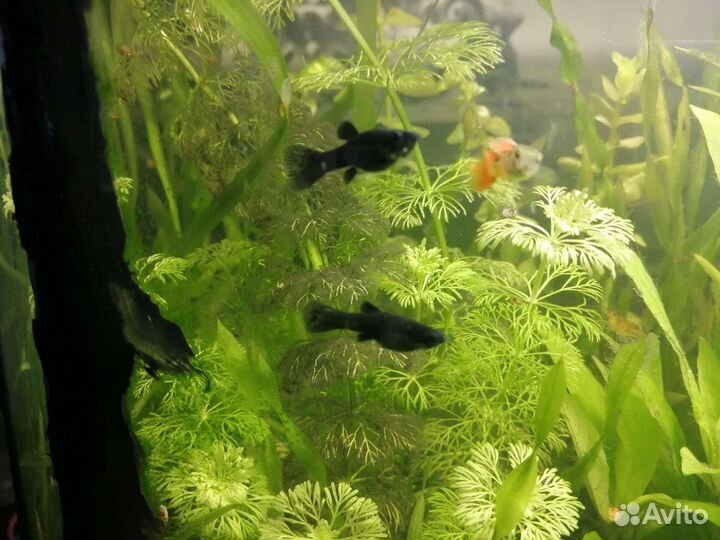 Моллинезия черная