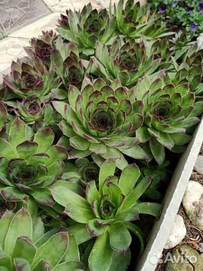 Садовые растения