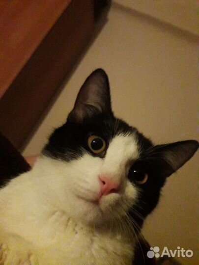 Кот