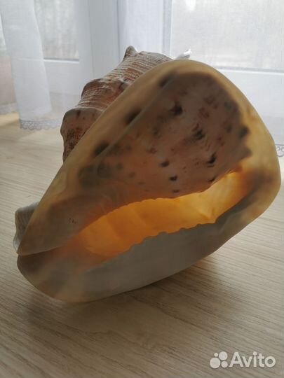 Ракушки