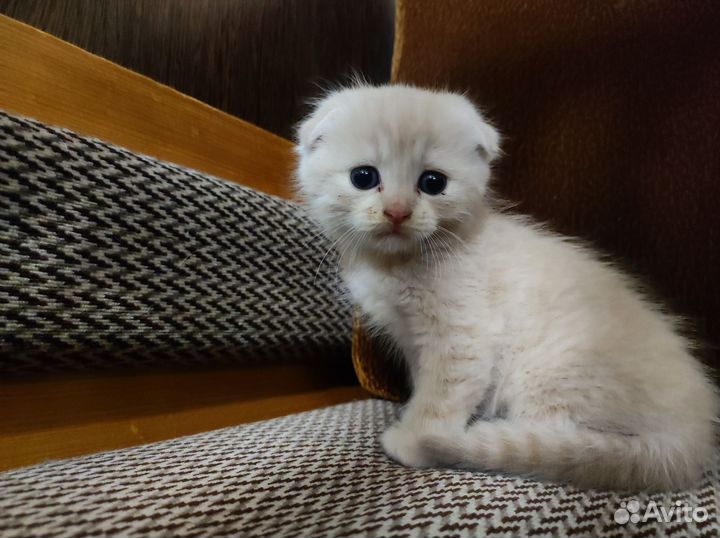 Котик вислоухий