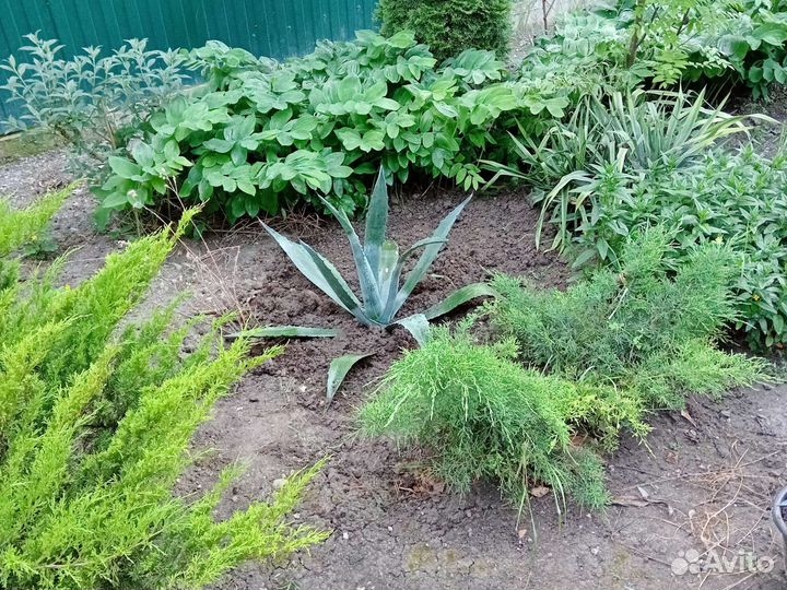 Голубая агава