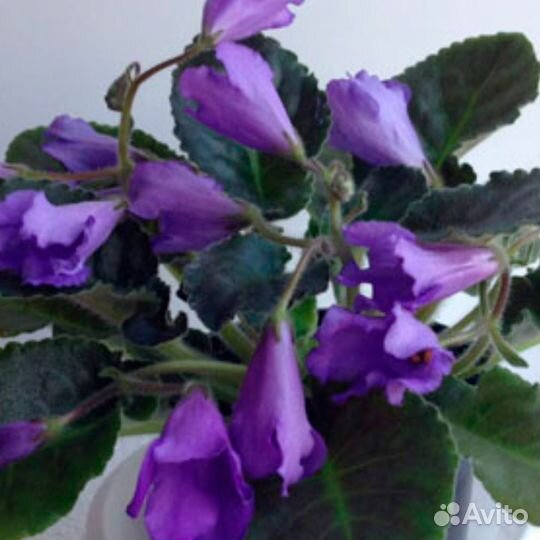 Сенполия(фиалка) -Senks Big Bells