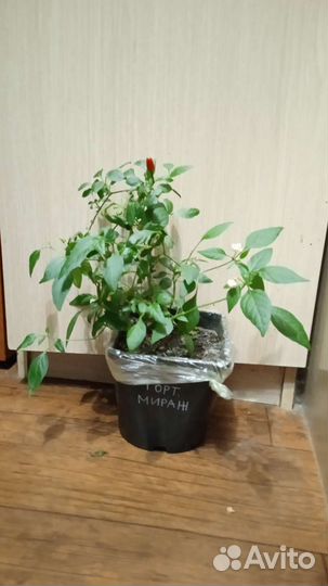 Перец комнатный острый 