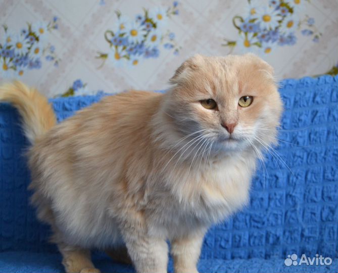 Кот в добрые руки