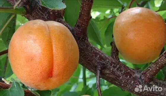 Саженцы Шарафуги Bella Gold