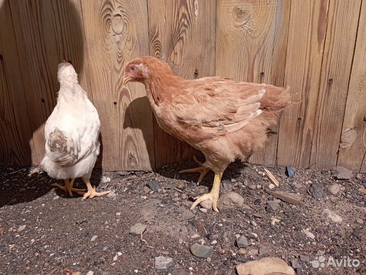 Цыплята Фокси чик, доминант несушка, утка Агидель