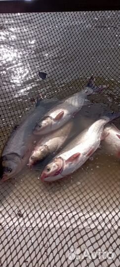 Живая рыба оптом карп амур