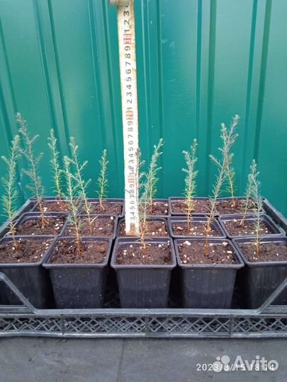 Кипарис пирамидальный вечнозелёный