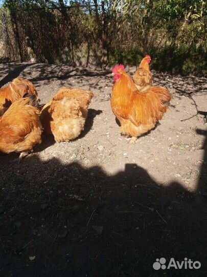 Куры молодки несушки