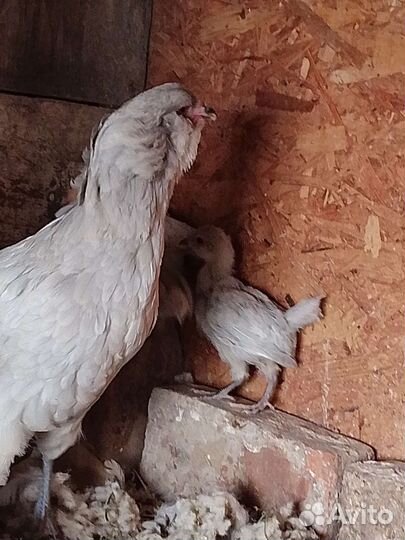 Куры несушки