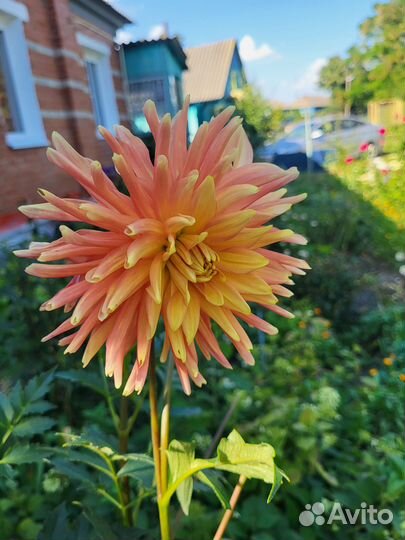 Георгины клубни