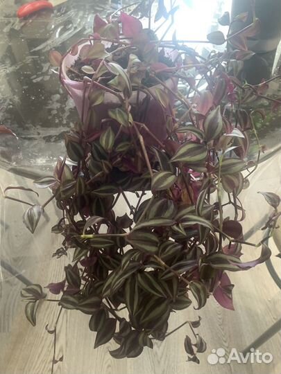 Традесканция зебрина