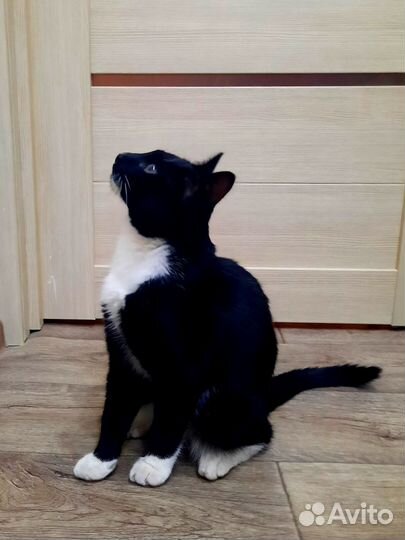 Котик в добрые руки