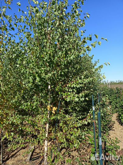 Береза, липа, клен остролистный