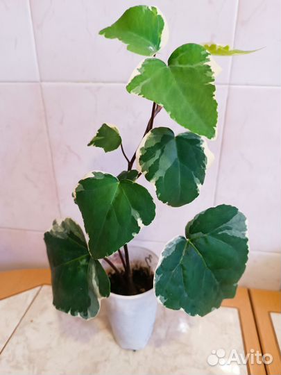 Плющ канарский