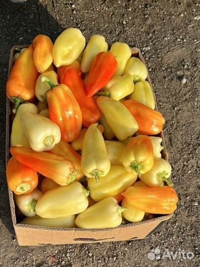 Перец оптом с поля