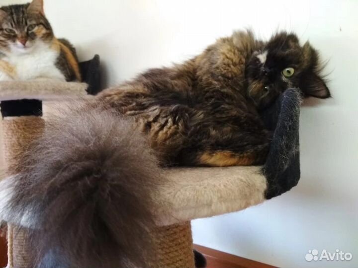 Кошка