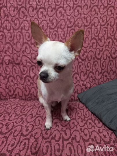 Вязка чихуахуа