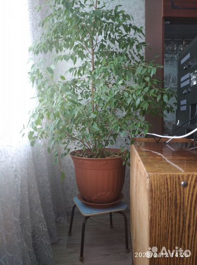 Фикус бенджамина большой