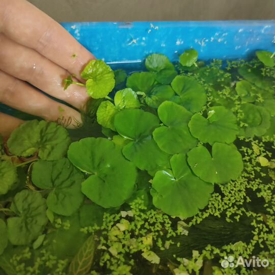 Растение для аквариума