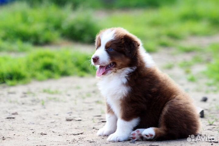 Австраллийская овчарка, аусси, щенки