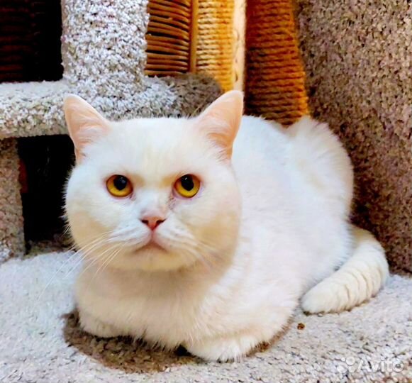 Спамкнный котик белый британец