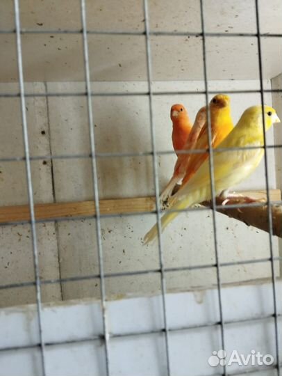 Кенара и канарейки