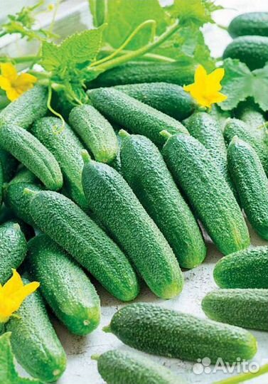 Семена Огурца 