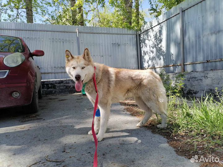 Хаски в добрые руки