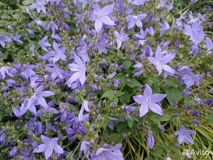 Колокольчик почвопокровный