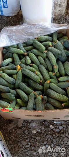 Огурцы домашние
