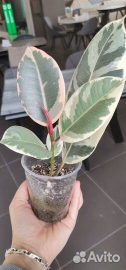 Комнатные растения