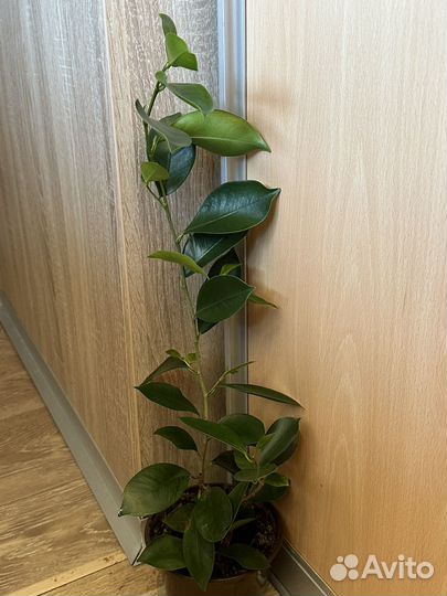 Фикус микрокарпа