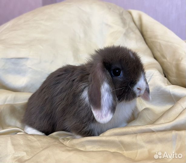 Декоративные вислоухие крольчата, супер мини