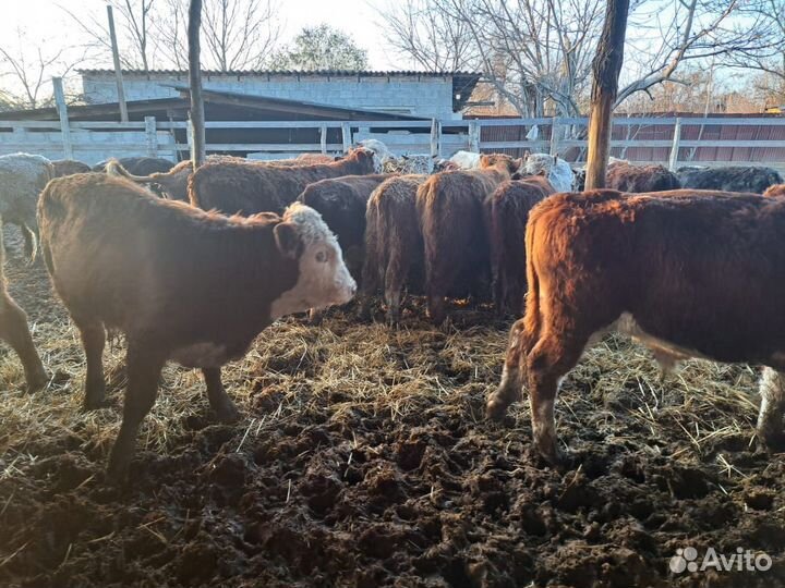 Бычки и быки